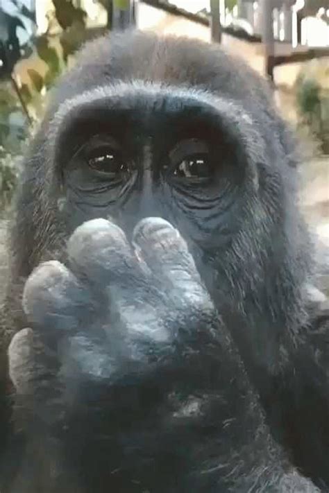 gorilla gif|gorilla funny gif.